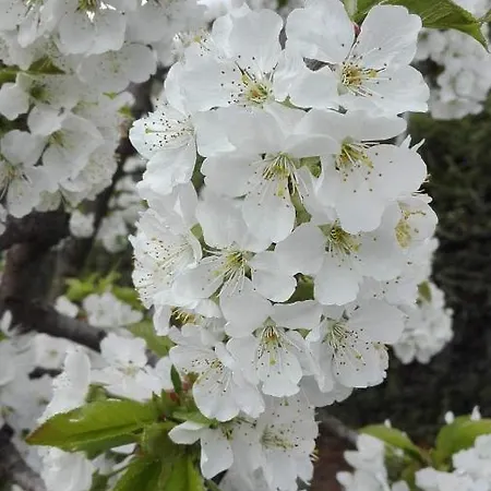 Martin Сasa de vacaciones Trento