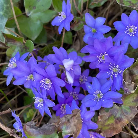 Сasa de vacaciones Martin