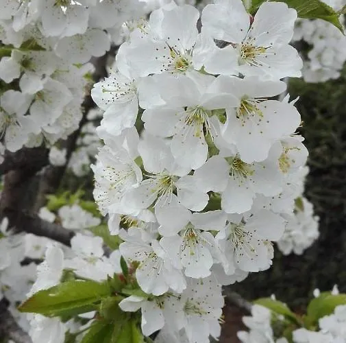 Martin Vakantiehuis Trente